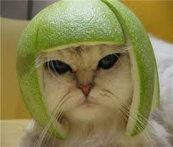 cat with rind on head